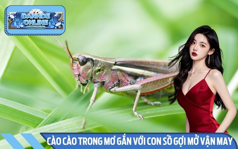 Cào cào trong mơ gắn với những con số gợi mở vận may