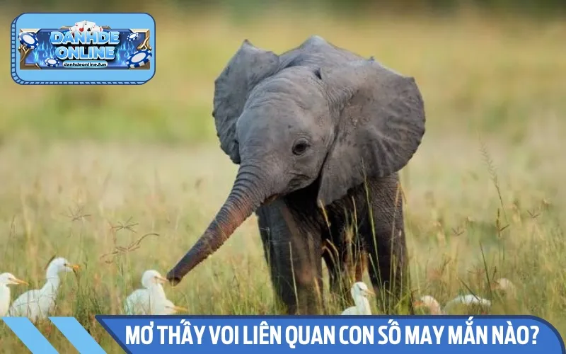 Khi bạn chiêm bao thấy voi sẽ liên quan đến con số may mắn nào đó