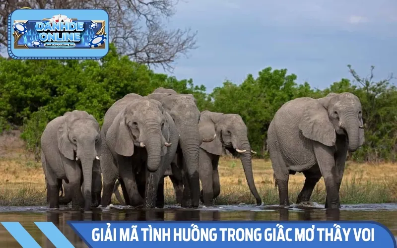 Mỗi giấc mơ thấy voi là điềm báo về một ý nghĩa khác nhau